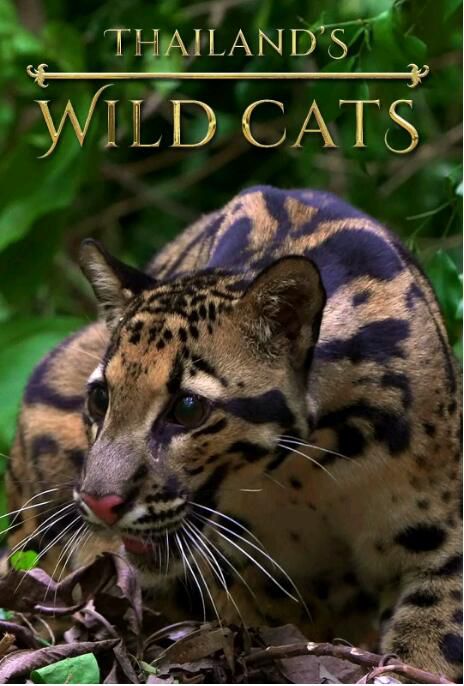 2021自然紀錄片《泰國野生貓科/Thailand's Wild Cats》英語.中字