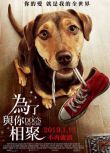 喜劇劇情電影 一條狗的回家路 原版高清DVD盒裝 國英雙語中文字幕